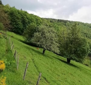 Le suc de Cherchemuse au départ du camping du lac - Le Lac-d'Issarlès - 4