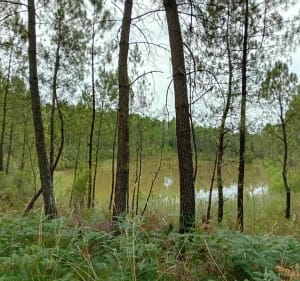 Balade en forêt entre Boscamnant et Saint-Aigulin - Saint-Aigulin - 4