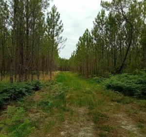 Balade en forêt entre Boscamnant et Saint-Aigulin - Saint-Aigulin - 5