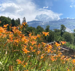 Le Bois aux Dames le long du Griffe au Perret - Samoëns - 3
