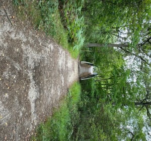 Balade agréable dans la forêt de Gros Bois - Yerres - 4