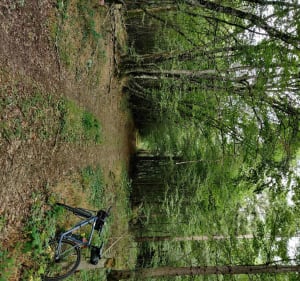 Balade dans les bois et dans les champs à La Guerche sur l'Aubois - La Guerche-sur-l'Aubois - 4