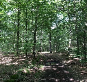 Randonnée en forêt entre Gravigny et Huest - Gravigny - 3