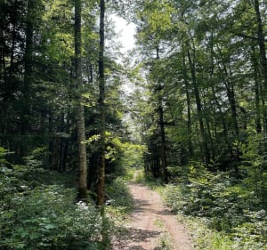 Balade sur les hauts plateaux du Vercors - LAURENT - 4