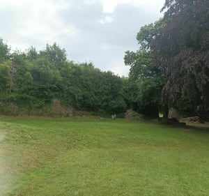 Notre-Dame-Du-Parc et château de Longueville-Sur-Scie - Notre-Dame-du-Parc - 3