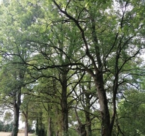 Boucle des trois communes autour d'Aubigny - La Boissière-des-Landes - 4
