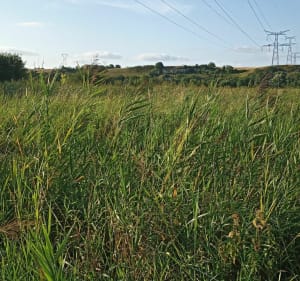 Balade en vélo entre la Charente et la Seugne - Aline - 5