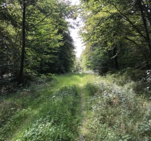 Balade à VTT, dans la forêt de Trois-Fontaines et le Bois Brûlé - Charles - 4