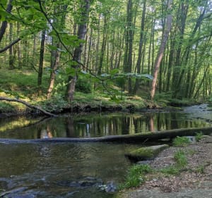 Balade ombragée le long de la rivière Alzeau - Arfons - 4