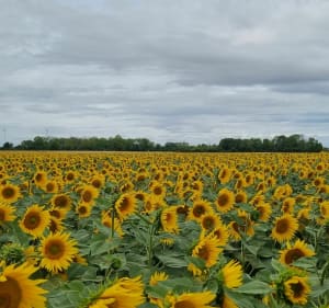 Balade entre Seine, vélo-voie et traversées de village à Payns - Payns - 3