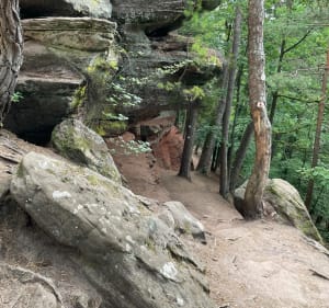 Pour les amoureux de la forêt en vtt depuis Waldhouse - Waldhouse - 3