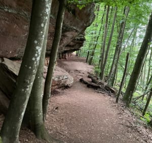 Pour les amoureux de la forêt en vtt depuis Waldhouse - Waldhouse - 5