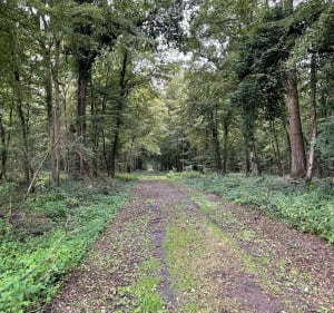 Chiry-Ourscamp et sa forêt - Chiry-Ourscamp - 4