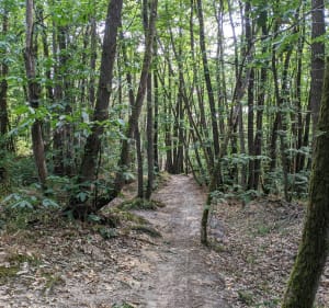 Savigny Lardy par forêt Cheptainville - Épinay-sur-Orge - 4