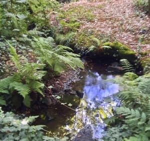 Balade dans le coeur de nos forêts du pays nantais - Vigneux-de-Bretagne - 4