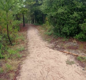 VTT dans la forêt de Saint-Jean-de-Monts entre Davière et la Motte - Saint-Jean-de-Monts - 3