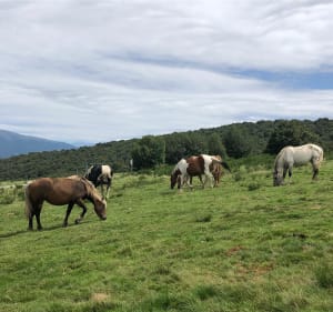 Belle rando vers le Prat d’Albis et le Bout de Touron - Prayols - 3