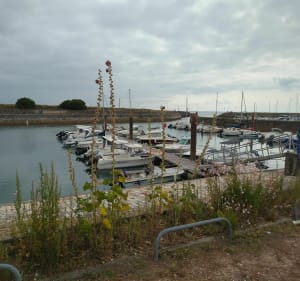 Balade au Nord de l'Île d'Oléron - Saint-Georges-d'Oléron - 5
