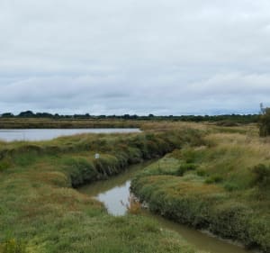 Découverte de la presqu'île Guérandaise - Piriac-sur-Mer - 5