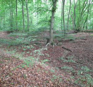 Balade en forêt d'Incarville - Val-de-Reuil - 4