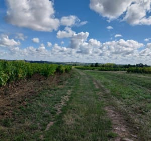 Circuit du Bois Joli - Château-Thébaud - 3