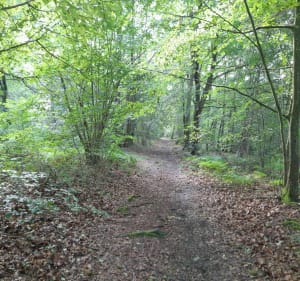 Balade en forêt d'Incarville - Val-de-Reuil - 5