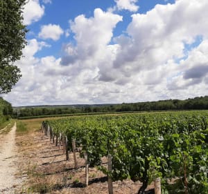 Agréable balade dans les coteaux, le long du Cher - Civray-de-Touraine - 3