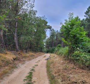 Du site du vieux Poitiers à celui de la bataille de Poitiers - Naintré - 3