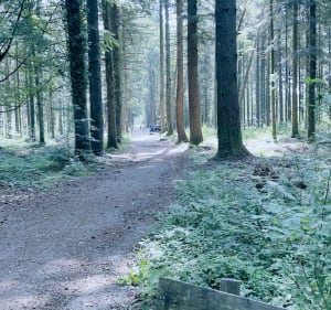 Forêt de Vaseix - Verneuil-sur-Vienne - 3