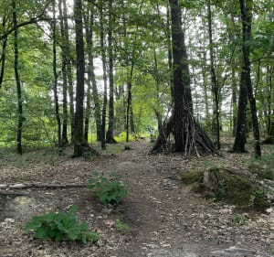 Forêt de Vaseix - Verneuil-sur-Vienne - 5