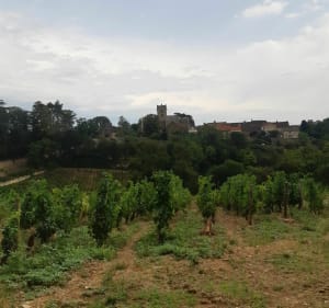Depuis Mercurey, le Bois de Sarre en passant par Aluze - Mercurey - 5