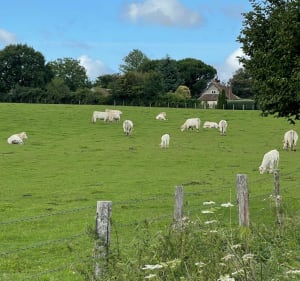 Balade entre le Villaret et Sargé-lès-le-Mans - Le Mans - 4