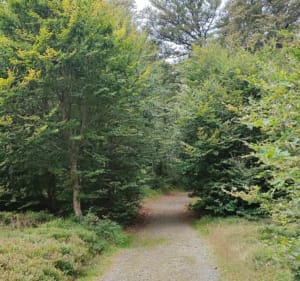 Belle balade au Schnepfenried - Sondernach - 3