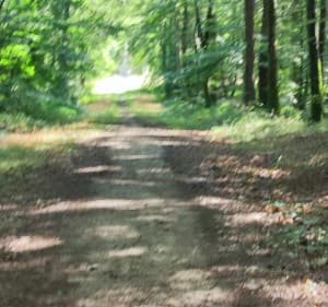 Balade en forêt de Châteauneuf et hameaux du Thymerais - Thimert-Gâtelles - 4