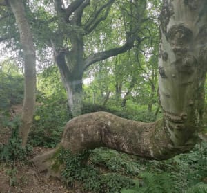 Chemin des douaniers, vallée des moulins - La Hague - 5