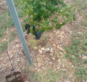 Sur la route des vins, par Saleilles et Cabestany à VTT - Canet-en-Roussillon - 3