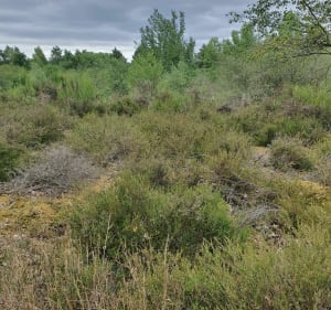 Boucle de la Seine, et forêt de Moisson - Mousseaux-sur-Seine - 3