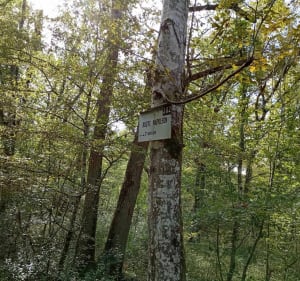 Balade à Bois-le-Roi - Bois-le-Roi - 4