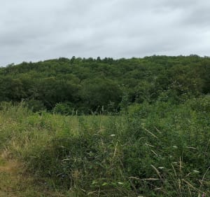 Miramont, entre bois de Maumessou et maïs - Miramont-Sensacq - 5
