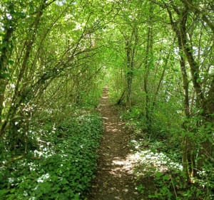 Balade à Bois-le-Roi - Bois-le-Roi - 5