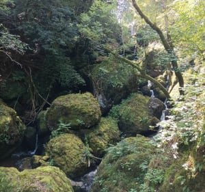 Ontdekkingswandeling van de Salins-waterval - Salins - 5
