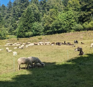 Afdaling van de Plomb du Cantal via de Puy du Rocher - Saint-Jacques-des-Blats - 3