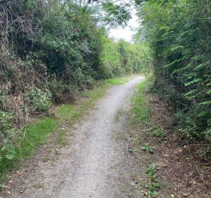 Autour du marais Girard, entre Brem et Bretignolles - Bretignolles-sur-Mer - 3