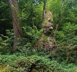 Les secrets du Bergons - Ouzous - 4