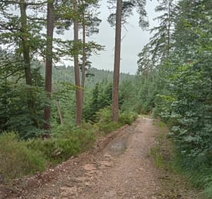 Épinal et Parc du Cours vers Tête de Bénaveau - BETTINA - 5