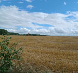Les marais de Rumaucourt - Écourt-Saint-Quentin - 4
