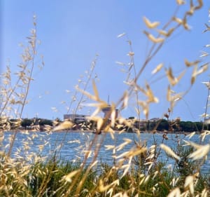 Balade Castelnau-le-Lez /Etang de Vic - Castelnau-le-Lez - 3