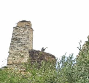 Sur le chemin des cigognes entre bocages et marais à Saint-Fromond - Saint-Fromond - 3