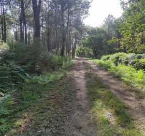 Boucle dans la forêt du Pouch - Carcans - 4