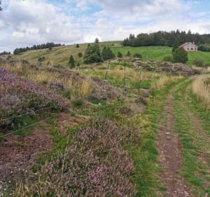 Le Pré Jacquot-Moyenmont - La Bresse - 4